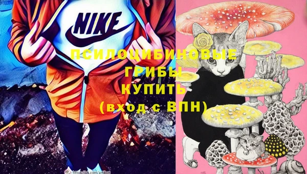 шишки Арсеньев